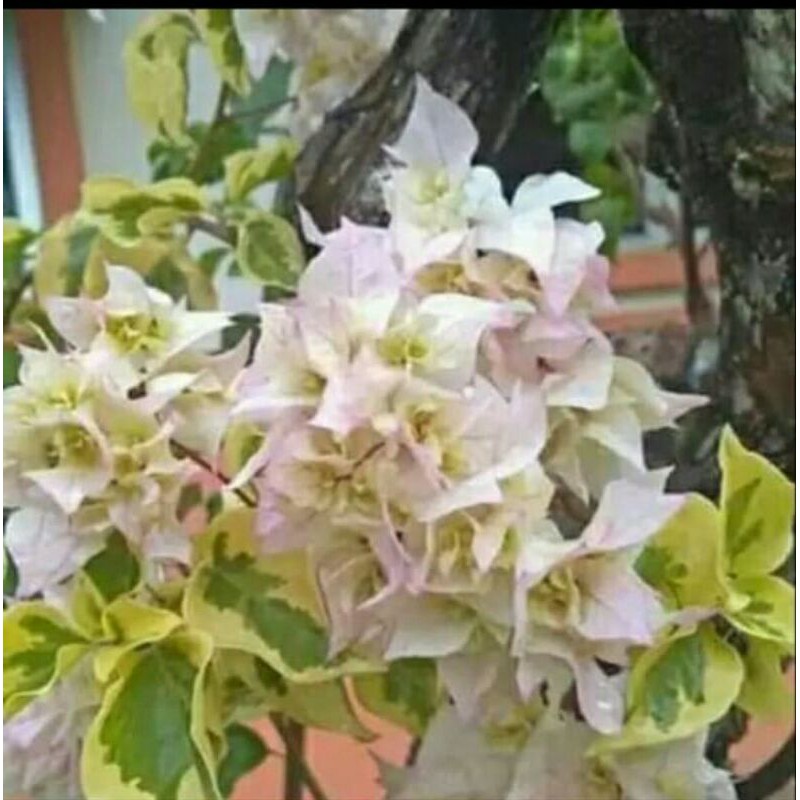 Bougenville tumpuk farigata putih