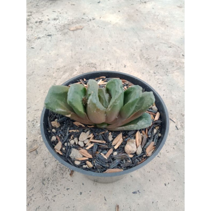 Haworthia Truncata