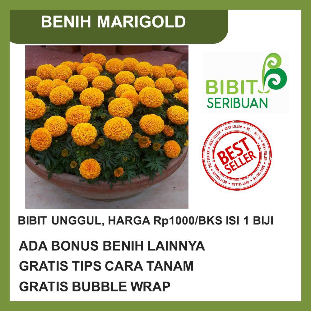 BENIH BUNGA MARIGOLD