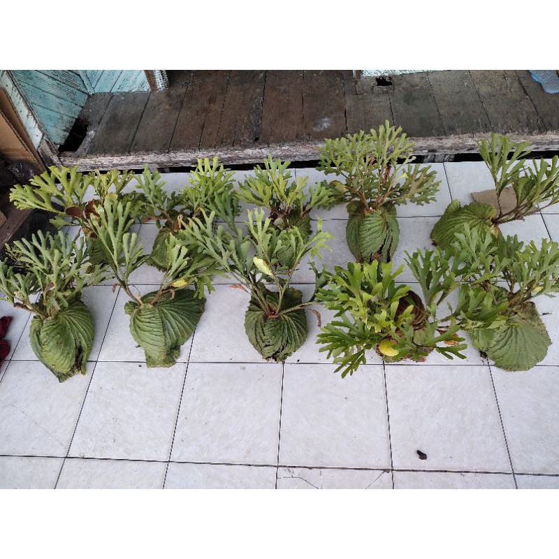 platycerium ridleyi/ 10plant size M