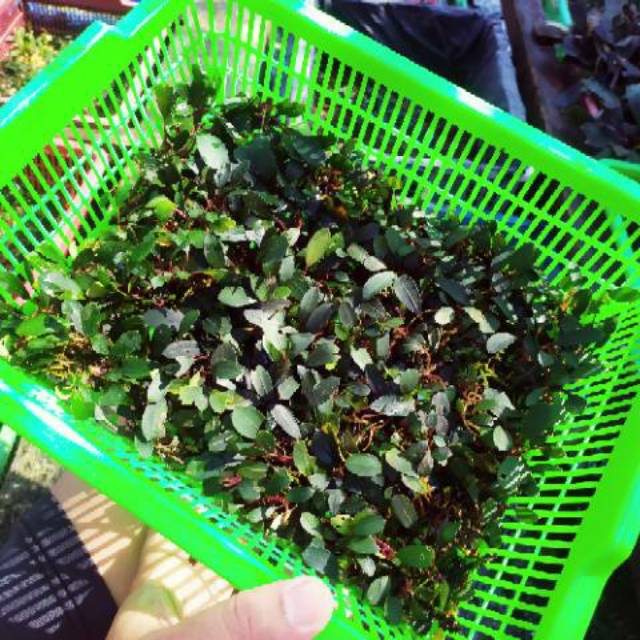 PROMO!!!bucephalandra sp Penelope per keranjang