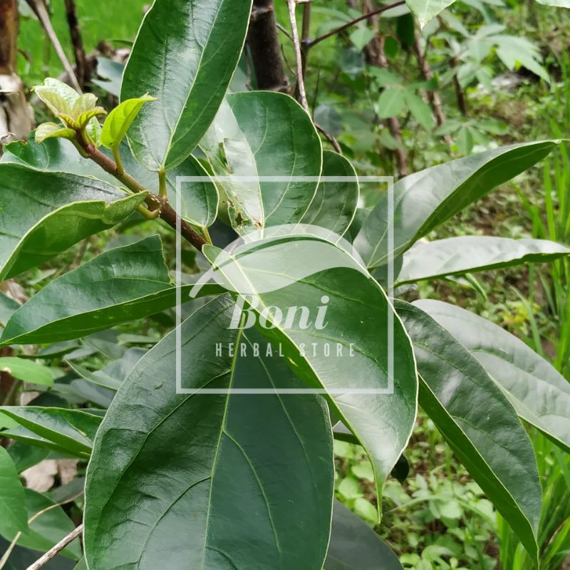 

Daun Cincau Hijau Segar 250gram