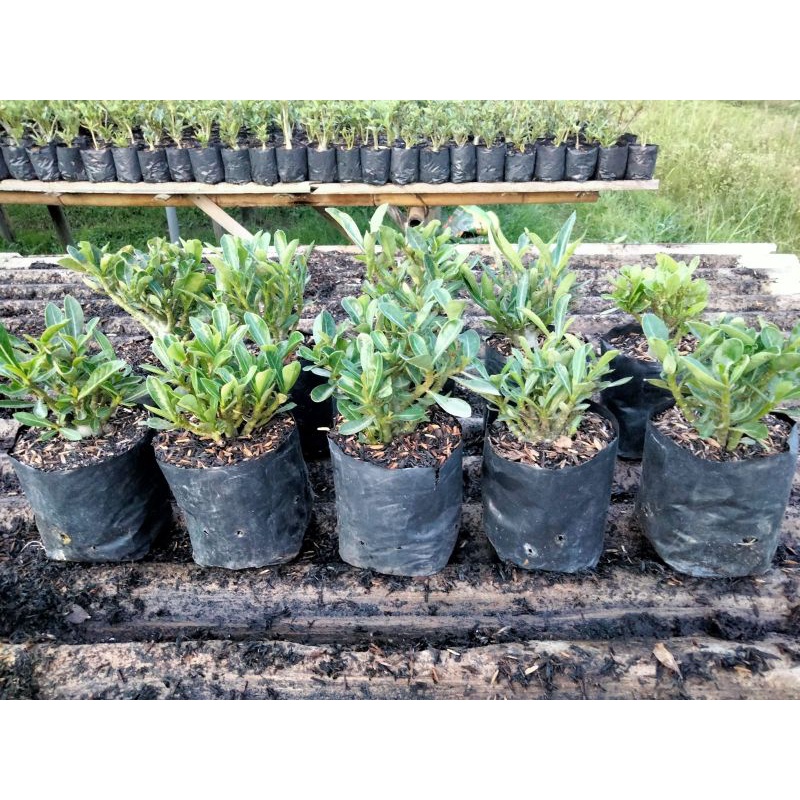 Adenium Percabangan (Cabser)