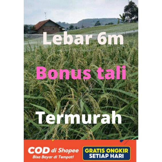 Jaring burung pengaman padi di sawah BONUS TALI jaring burung sawah, jaring padi, jaring burung empit, jaring burung pipit,jaring burung sawah murah untuk pengaman padi dari burung di sawah