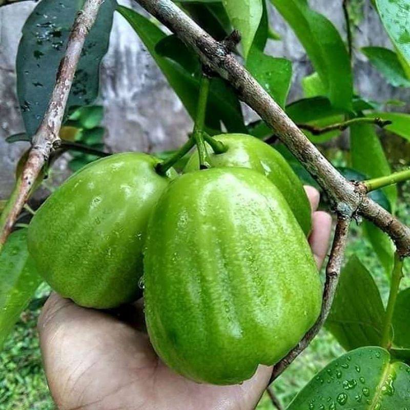 bibit jambu air cincalo hijau