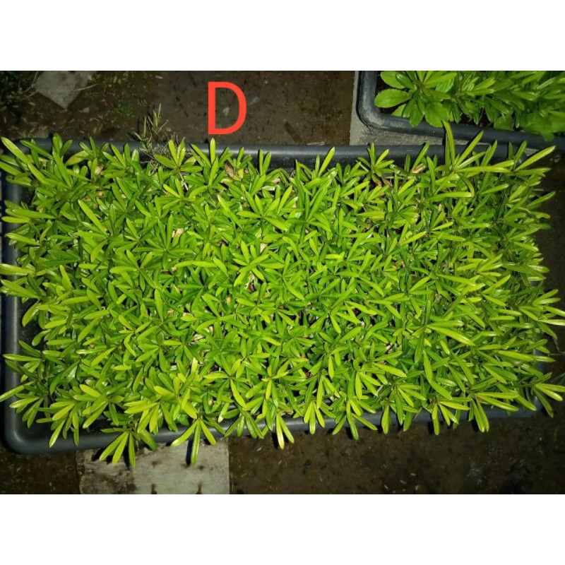 bibit lohansung kapsul