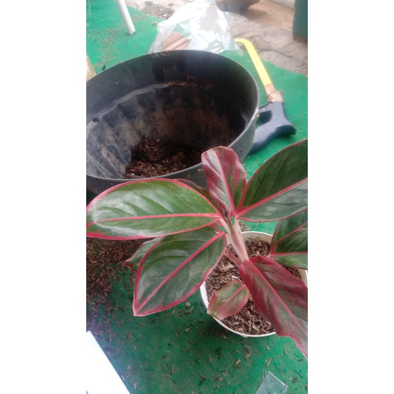 Aglonema Siam Aurora || Aglonema Lipstik