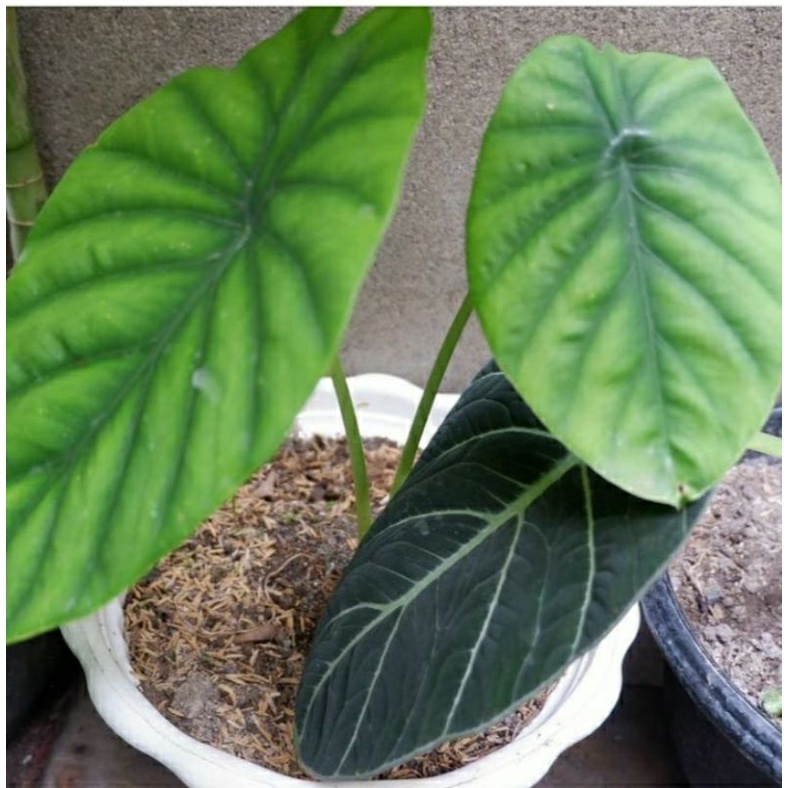 Keladi Tengkorak Hijau