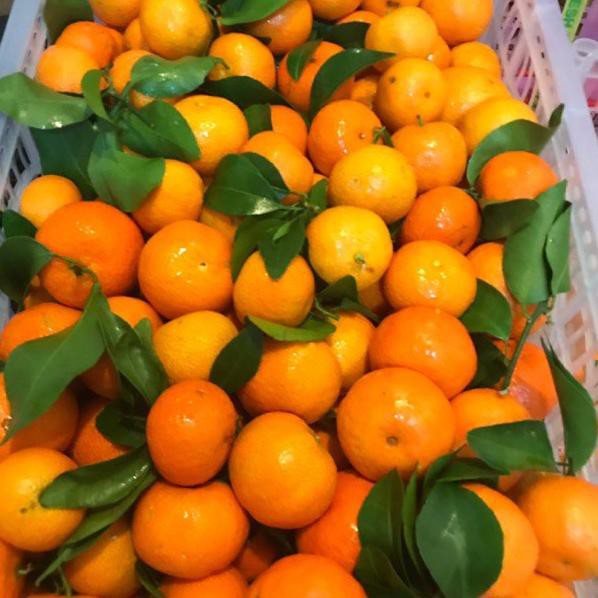 

LAr!s's Buah Jeruk Santang Madu Fresh |U9H001 ,,,,!