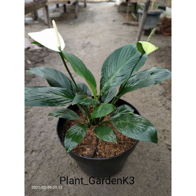 Spathiphyllum Kochi/induk