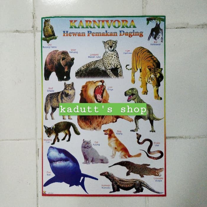 Jual Poster Edukasi Binatang Karnivora Hewan Pemakan Daging Mainan Murah Murah