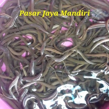 

bibit belut hidup 1000 gram berkualitas