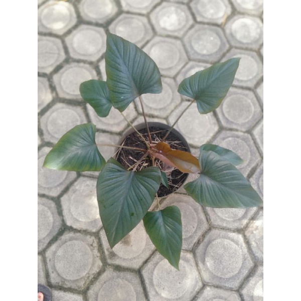 black homalomena/philo black cardinal kw