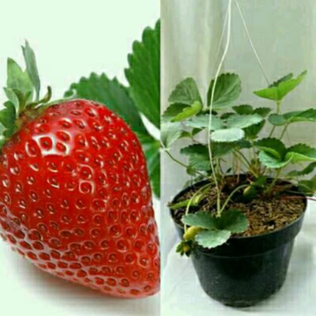 Tanaman Bibit Buah Strawberry Jumbo