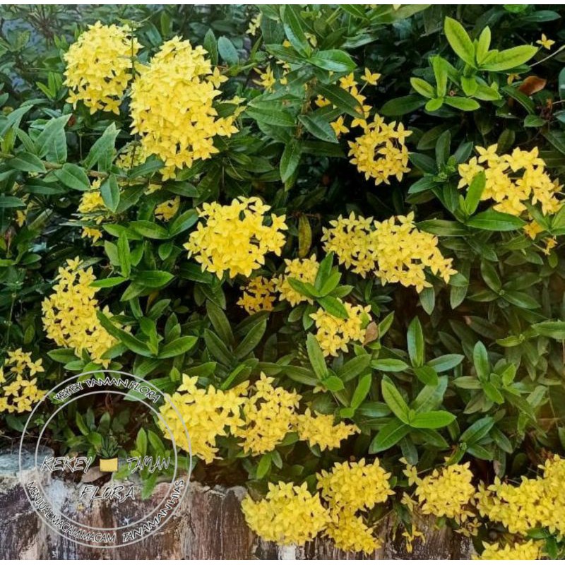 Tanaman Hias Asoka Jepang Bunga Kuning - Asoka Jepang Bunga Kuning