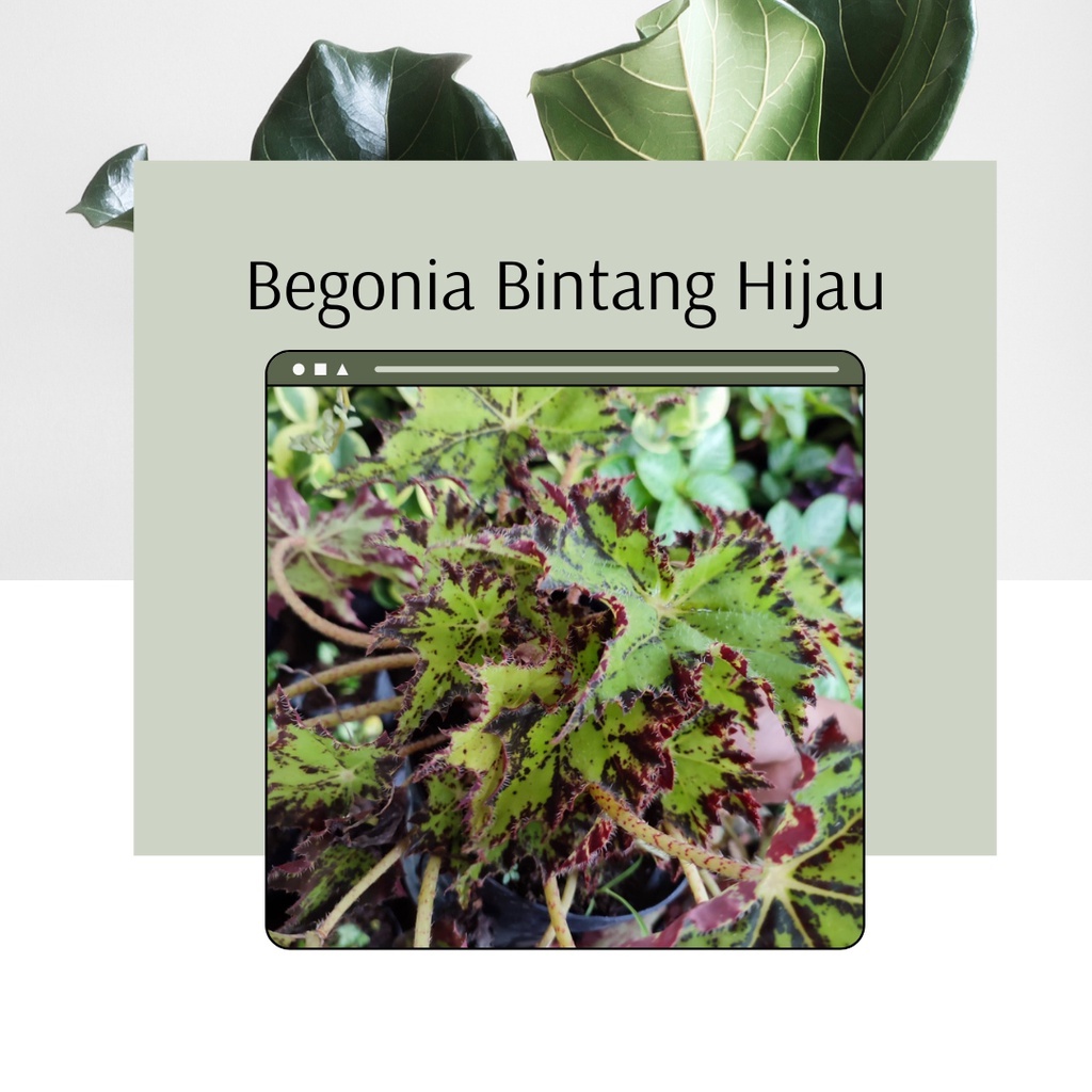 Tanaman Hias Bunga Begonia Bintang Hijau Begonia Bintang Hijau Bunga Begonia Bintang Hijau