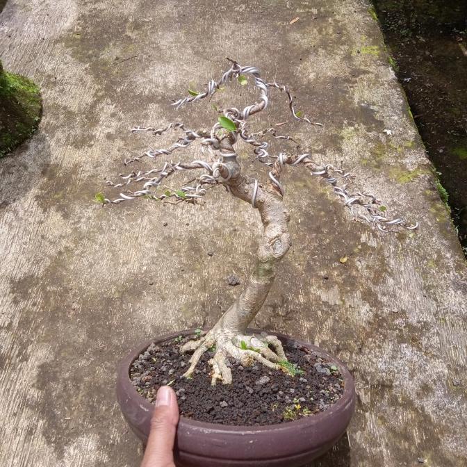 BERMUTU bonsai jadi anting putri