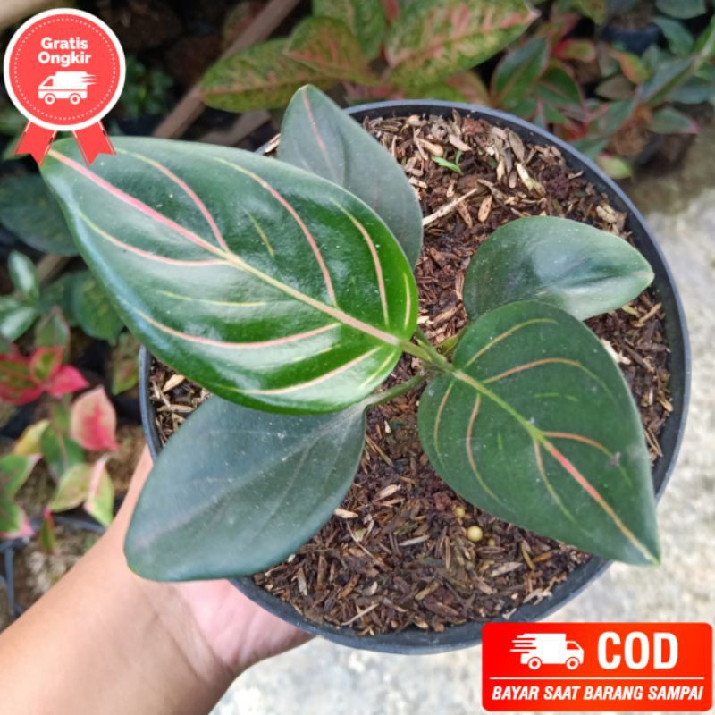 aglonema murah rotundum tiger