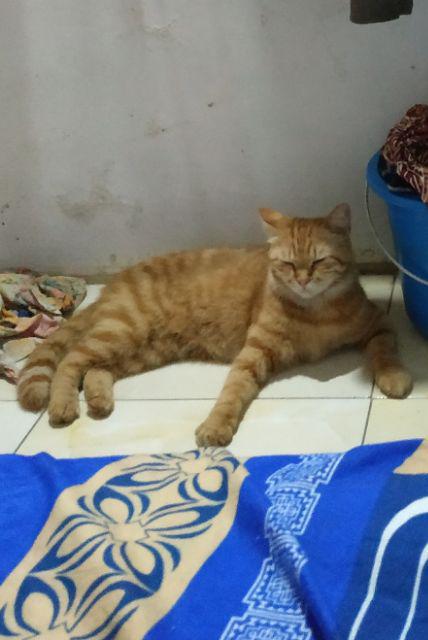 Tutup Kulkas Karakter