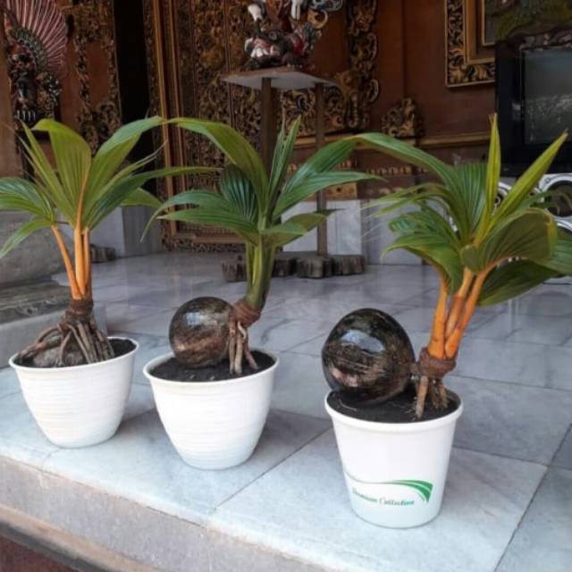 Bonsai kelapa/bahan bonsai kelapa