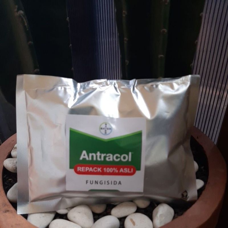 Antrakol 100gram Fungisida Plus Zat Pengatur Tumbuh