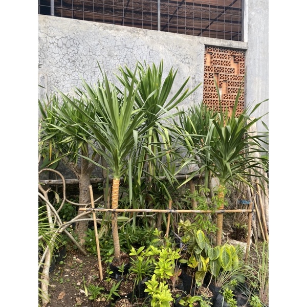 pandan bali 2 meter up