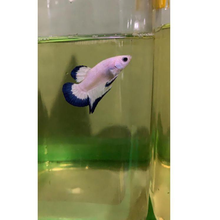 《packingaman》 betta blue rim 100% ori thailand 1 pair