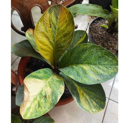 Jemani Tornado Varigata