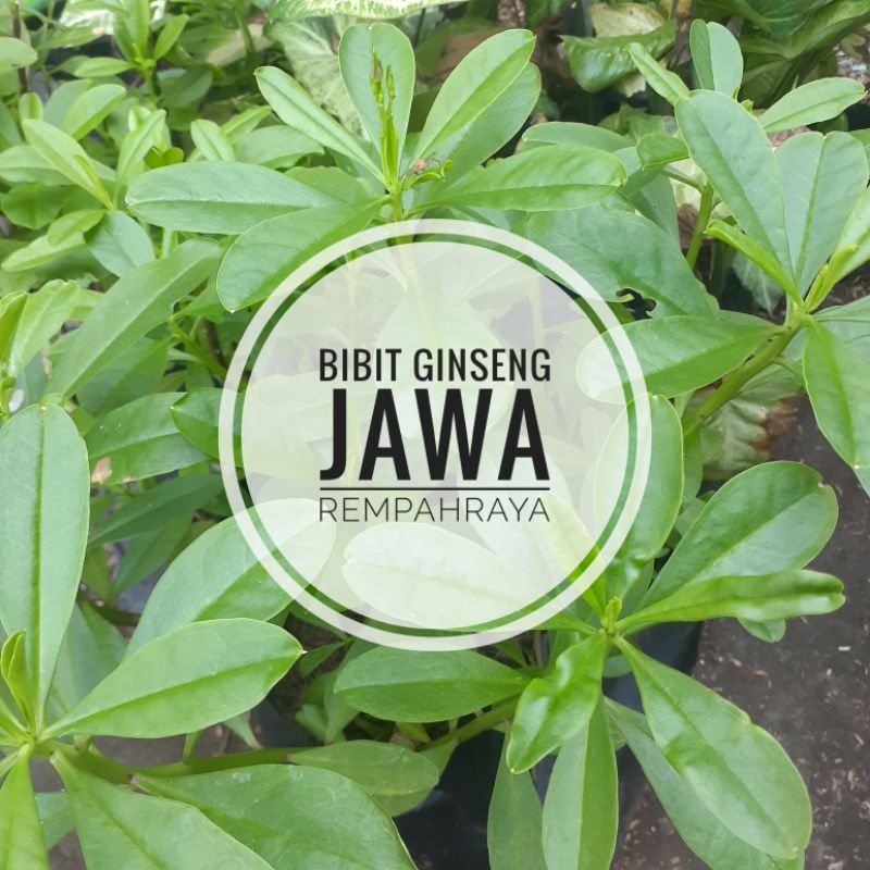 Bibit Ginseng Jawa Som Jawa