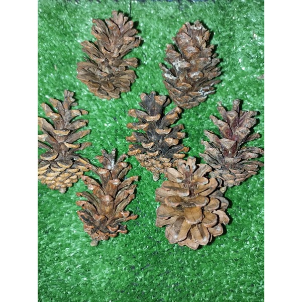 Mainan gigit gigitan / snack hamster pinecone / pine cone / pinus