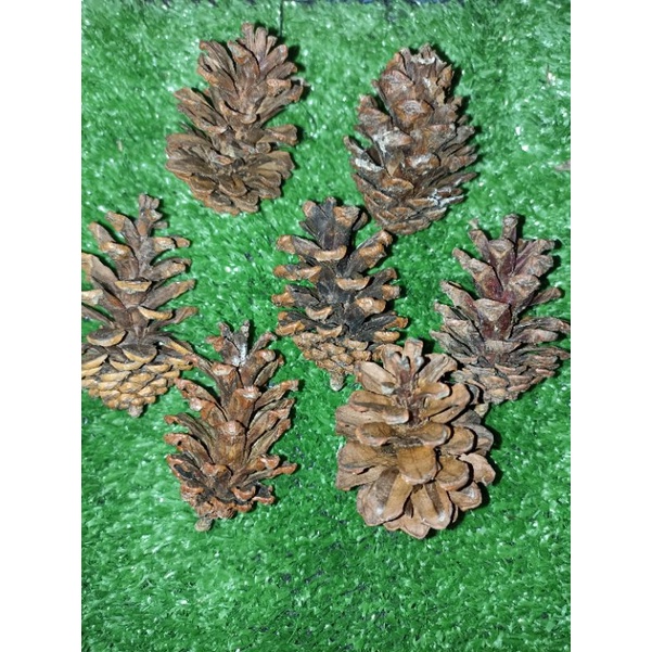 Mainan gigit gigitan / snack hamster pinecone / pine cone / pinus