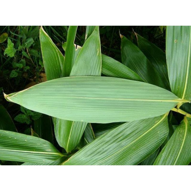 

DAUN BAMBU BUAT BUNGKUS BACANG DAN OBAT HERBAL 100 LEMBAR