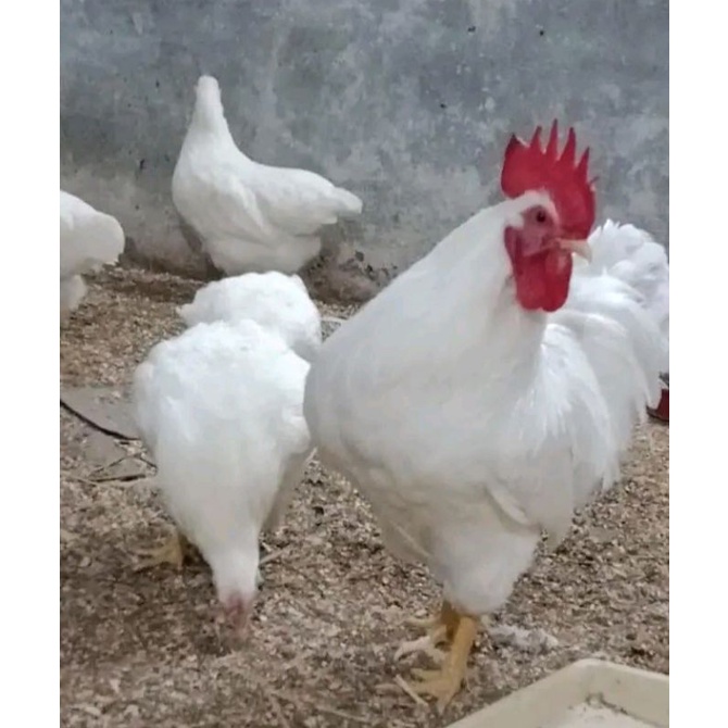 

Telur ayam Rhode Island White (RIW) Untuk di tetaskan