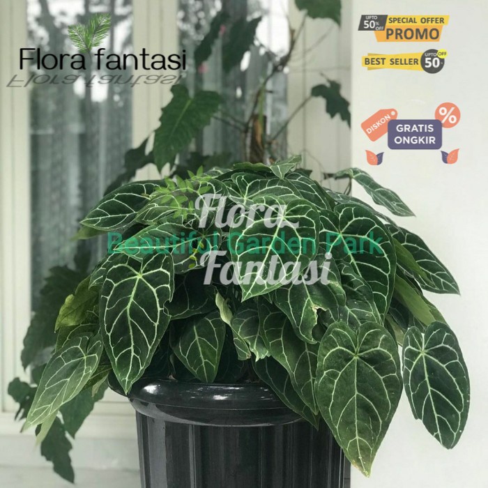 Tanaman Hias Kuping Gajah Mini / pohon hias Anthurium Cristallinum (Tanaman hias hidup indoor murah 