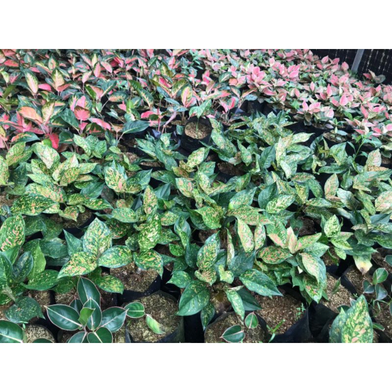 Aglaonema Ruby Ciangmay