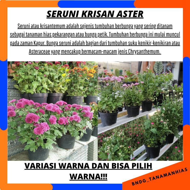 PAKET 4 POHON 4 WARNA! BUNGA KRISAN SERUNI ASTER GRADE SUPER | COD | TERMURAH!