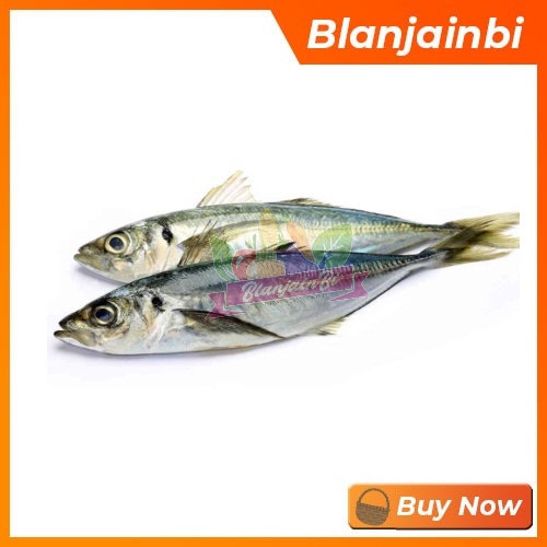

Ikan Kembung Bandung Area