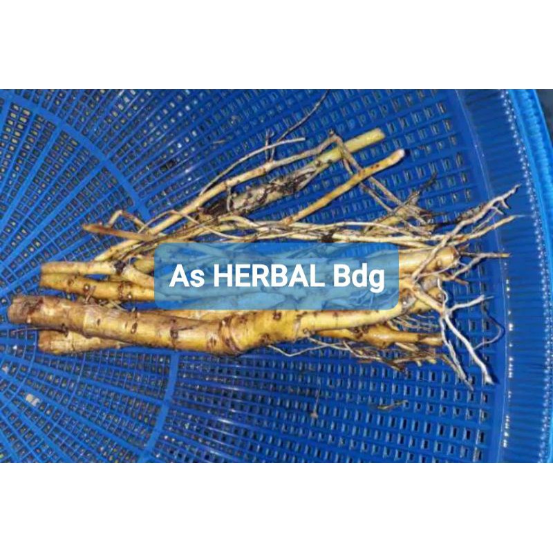 

Akar pohon waru pohon baru segar 500 gram-az