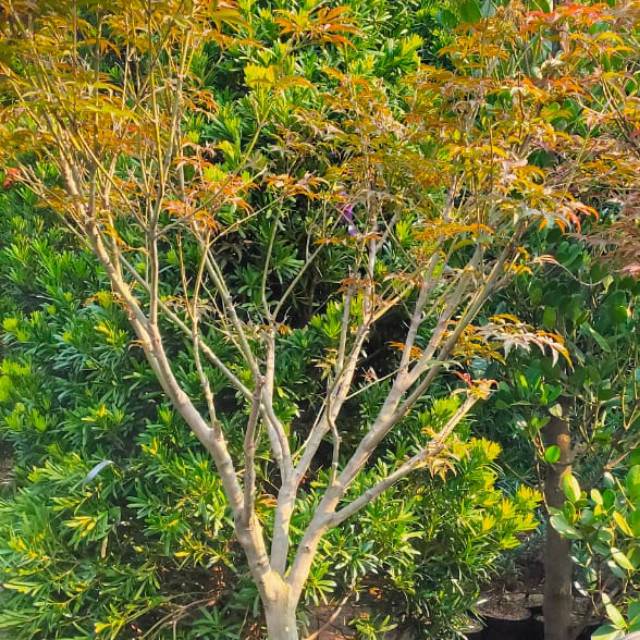 Pohon maple rimbun