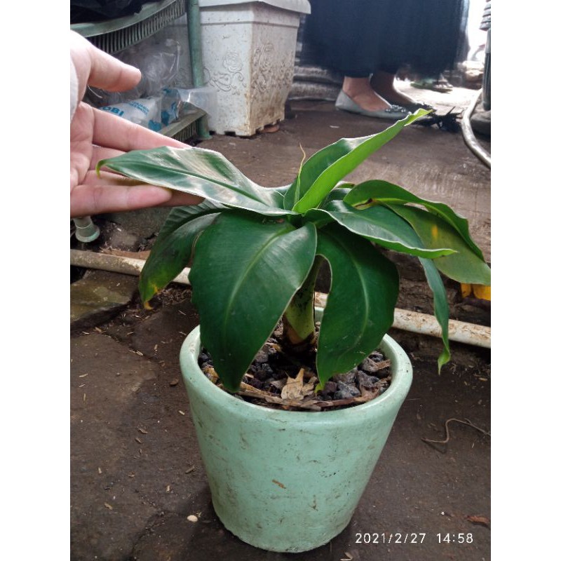 tanaman hias hidup pohon pisang bonsai