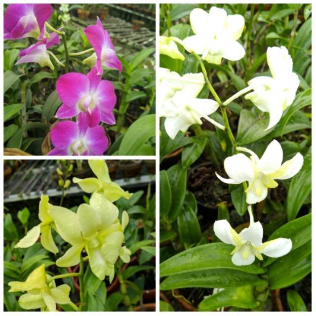 Paket murah 3 paket anggrek dendrobium dewasa - anggrek dendrobium