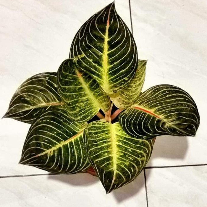 Tanaman hias aglonema ESMERALDA//Baby aglonema Esmeralda