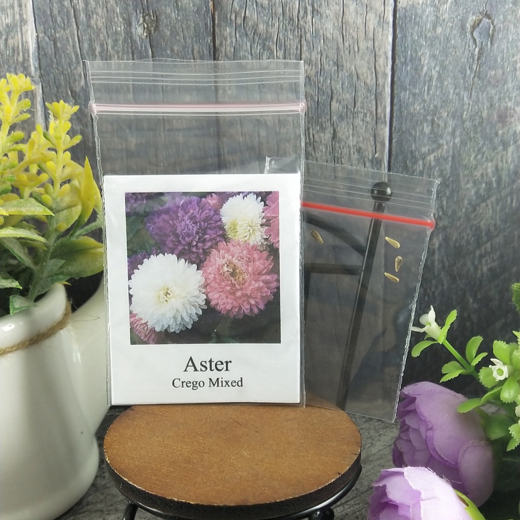 [Best Selling] 4 Seeds - Aster Crego Mixed Haira Seed Biji Benih Bibit - SR0093