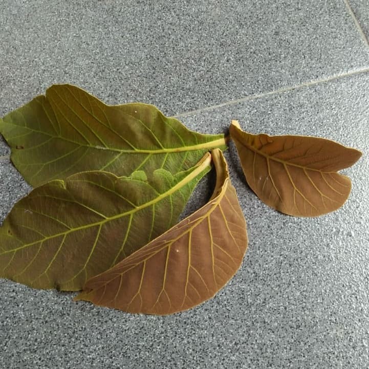 Daun Jati Merah untuk Ecoprint