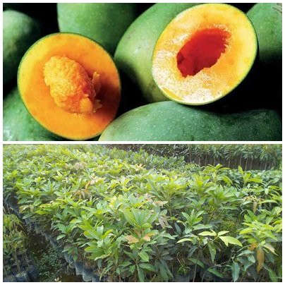 Bibit Mangga Alpukat