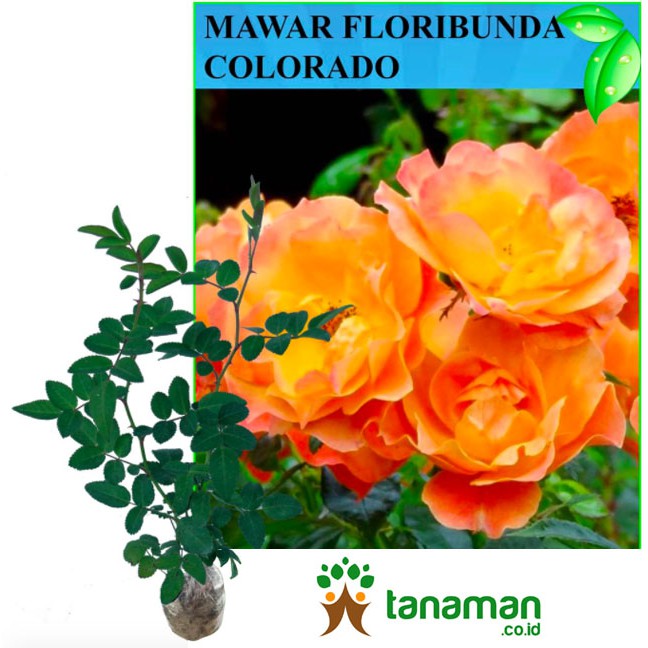 Bibit Bunga Tanaman Mawar Floribunda Orange Colorado
