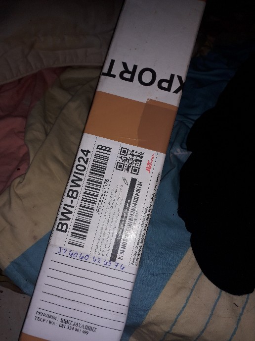 Paket 3 Bibit Mangga Kiojai Supermurah