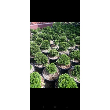 pohon cemara inoki hijau ukuran besar