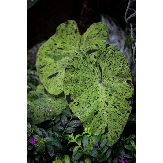tanaman colocasia mojito