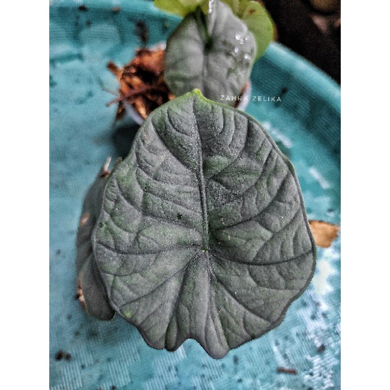 alocasia melo kapuas sp